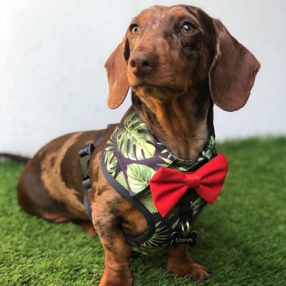 Moo+Twig Burneo Bliss Dog Shirt Harness