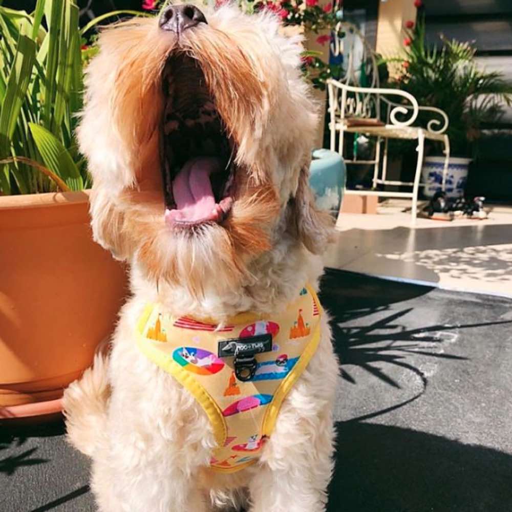 Moo+Twig Beach Bums Step-In Dog Harness