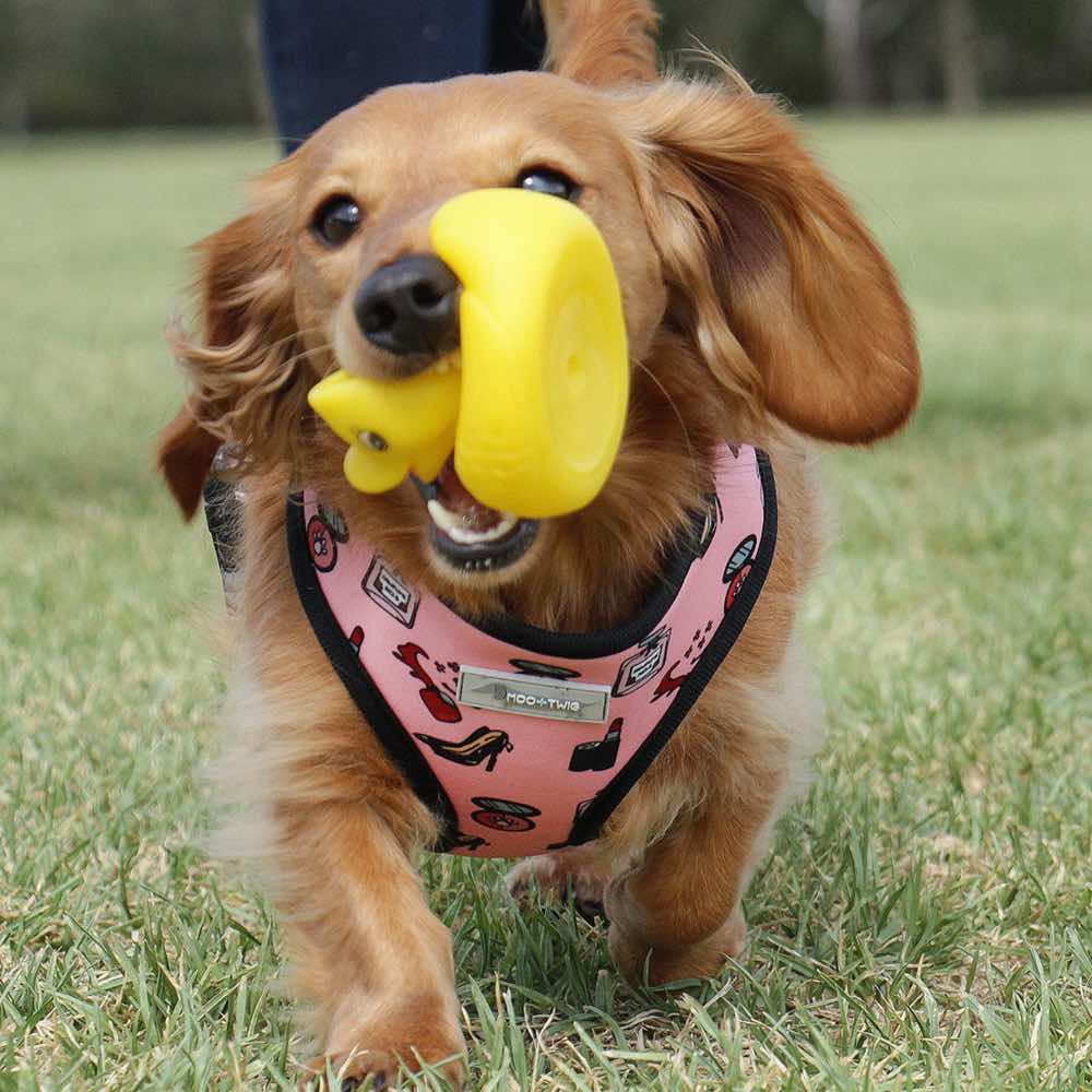 Moo+Twig Destructive Diva Reversible Dog Harness