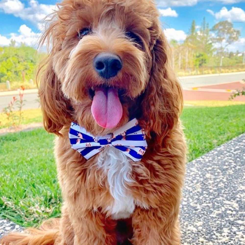Moo+Twig Peek A Doo Removable Dog Collar and Bowtie