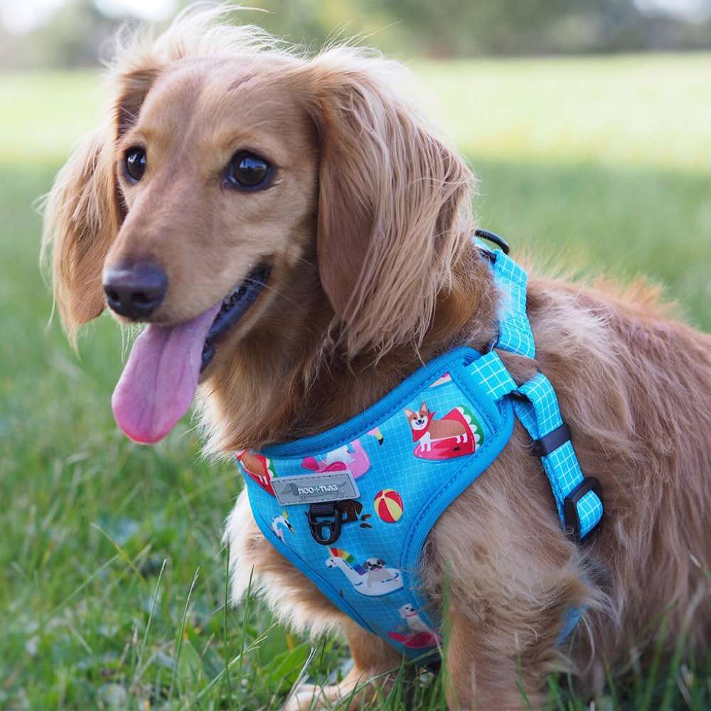 Moo+Twig Pool Pawty Step-In Dog Harness