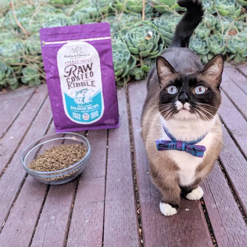 Stella & Chewy??s Freeze-Dried Raw Coated Kibble Salmon Grain-Free Dry Cat Food