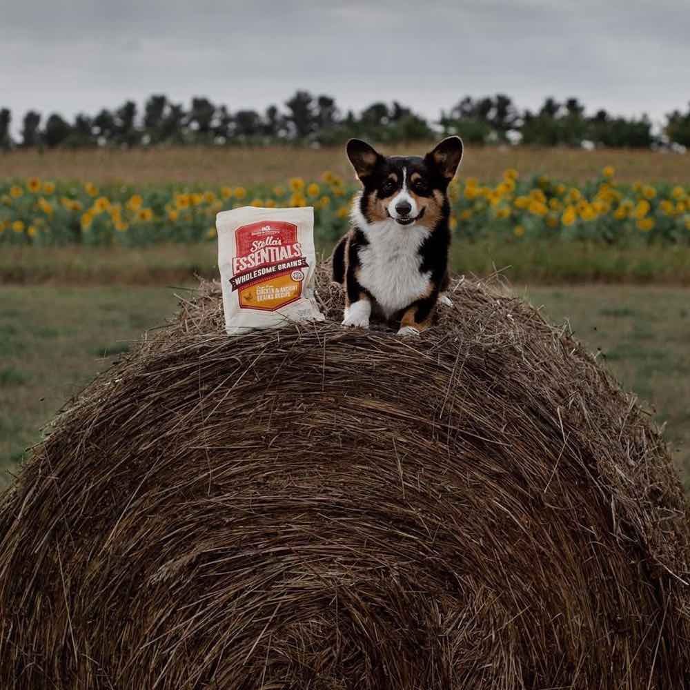 Stella & Chewy??s Stella??s Essentials Chicken & Ancient Grains Dry Dog Food